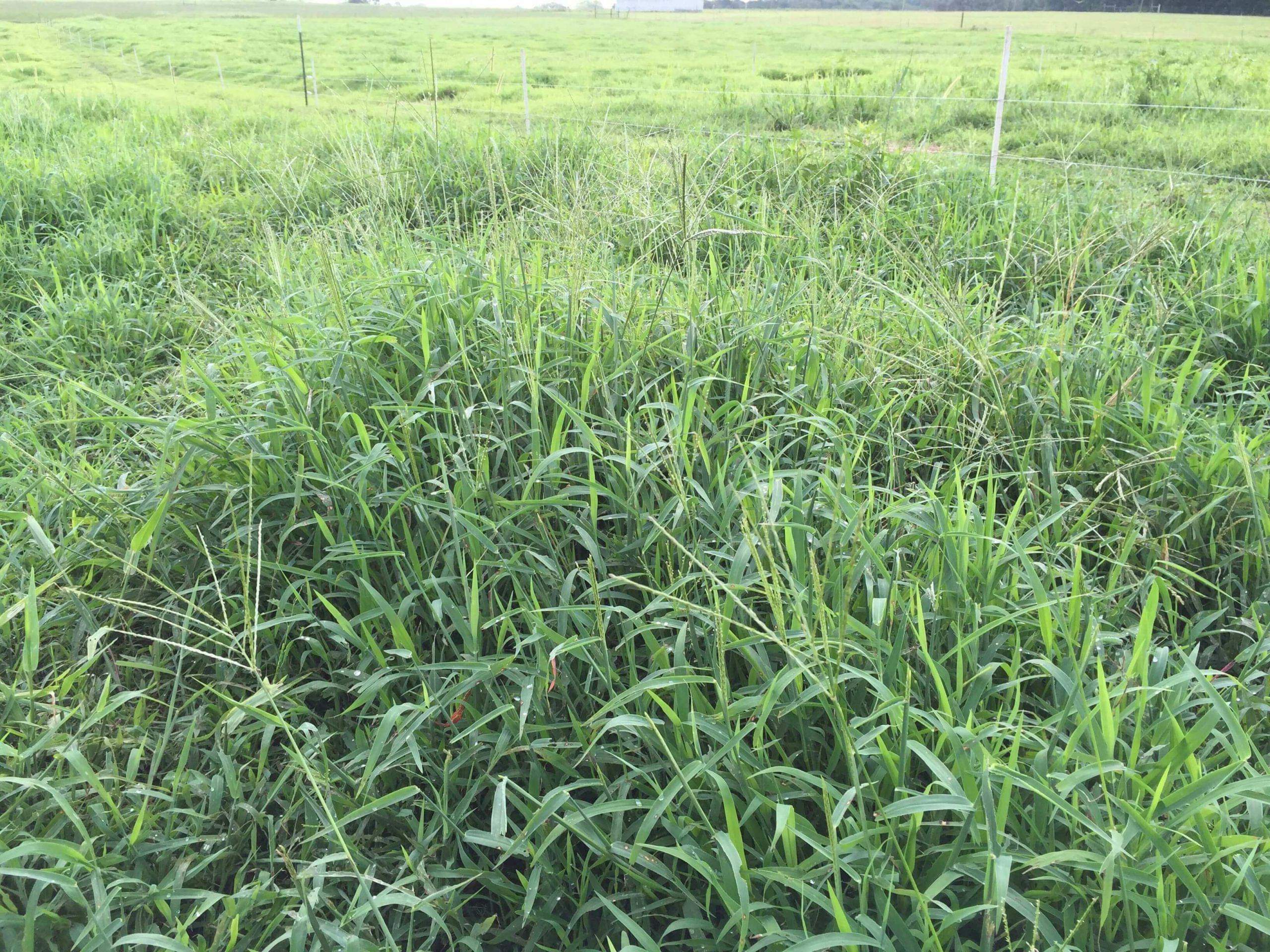Crabgrass field2 scaled