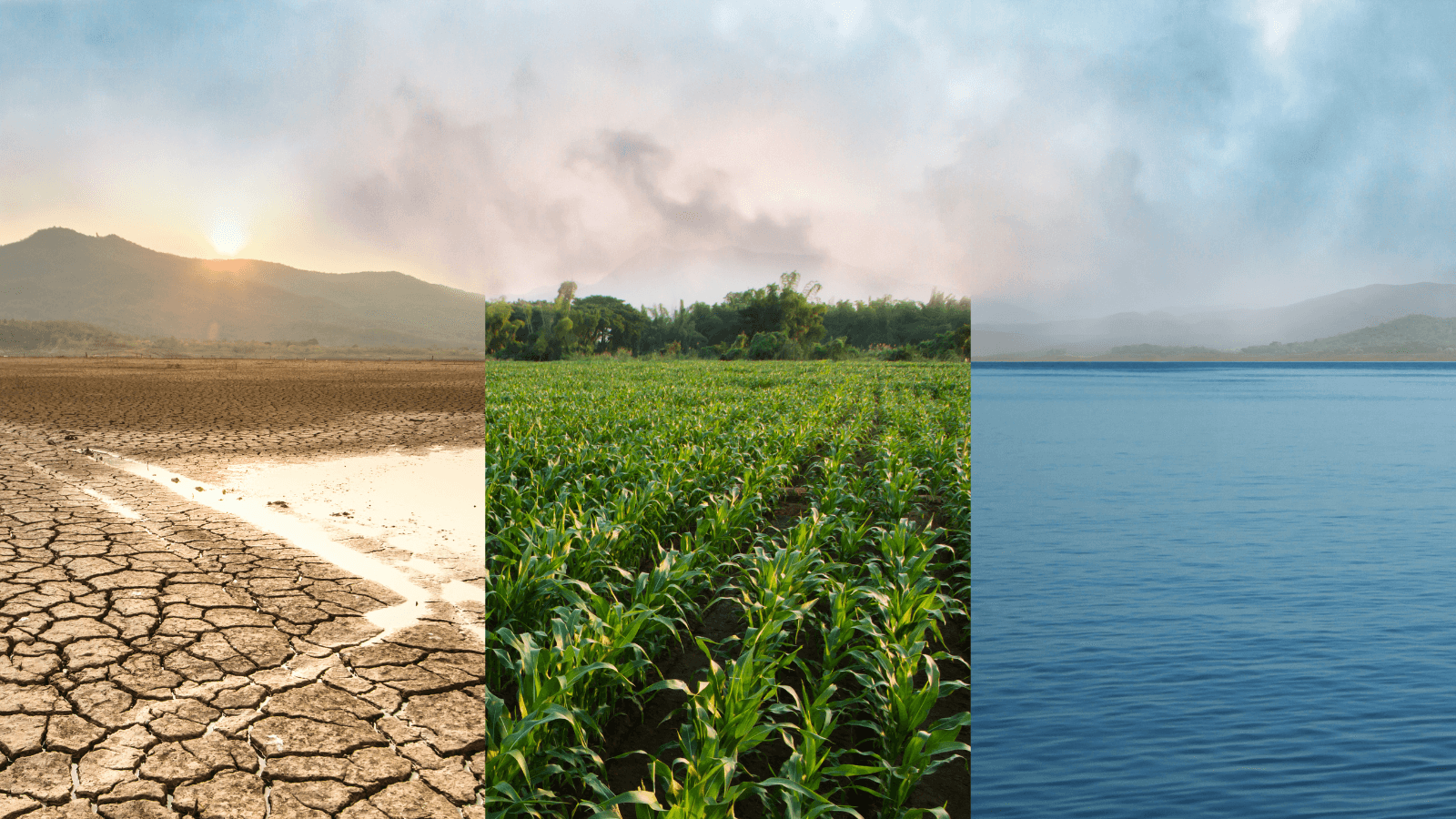 Drought crops water